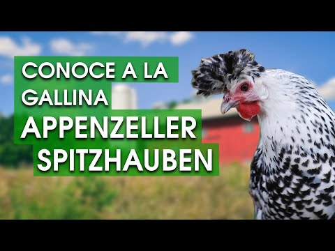 , title : 'Gallina Appenzeller Spitzhauben 🐔 Características, temperamento , historia y más'