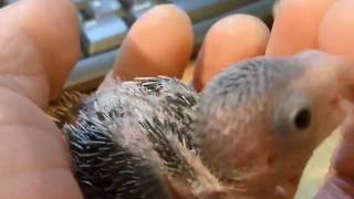 ２１日　ひめひな