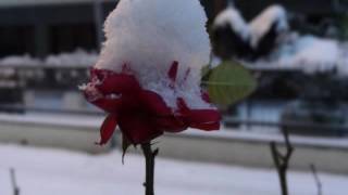 Saracen - Love Like A Razorblade