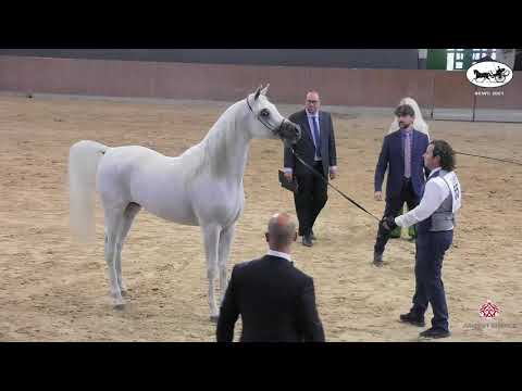 N 55 GJ FAHEEM   Straight Egyptian World Championship 2021   Colts 2 3 Years Old Class 5B