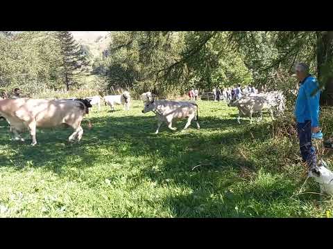 ritorno dall' Alpe!! pontechianale. 11/09/22