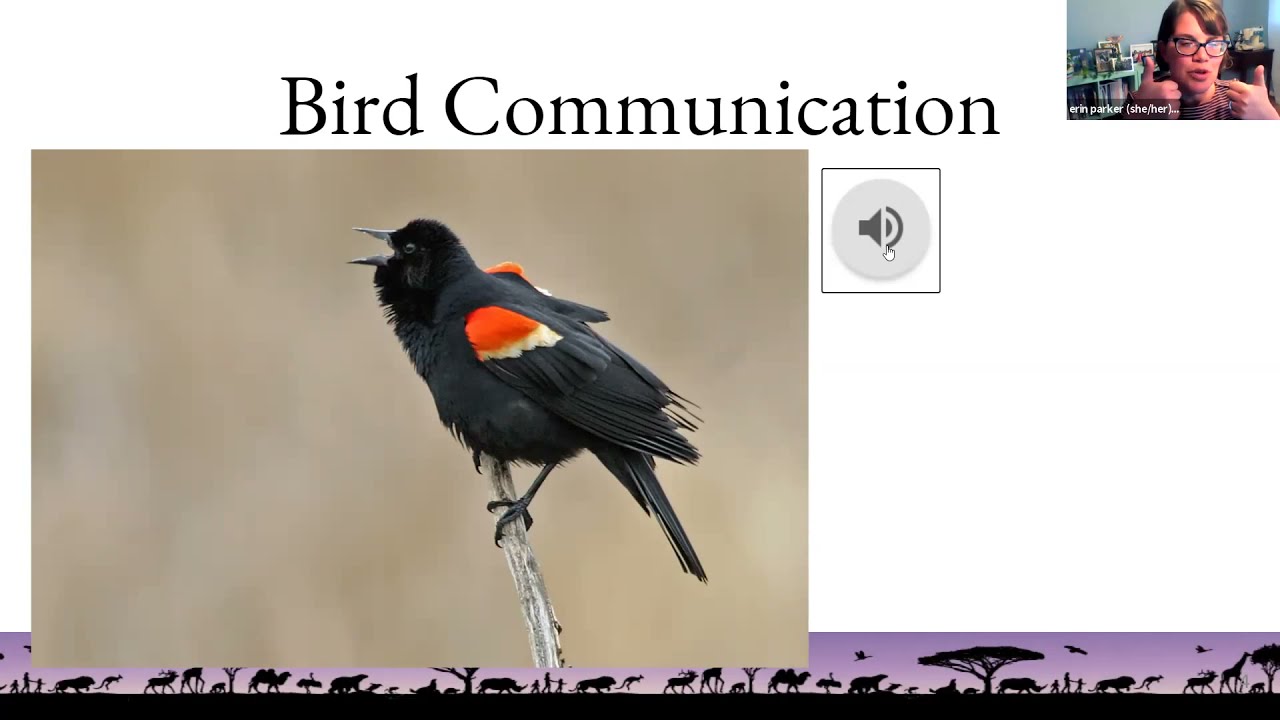 Birding By Ear: Beginner's Guide to Bird Songs, Calls and Commotion Webinar