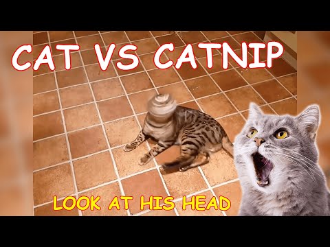 CAT vs CATNIP - The Dark Side 😂