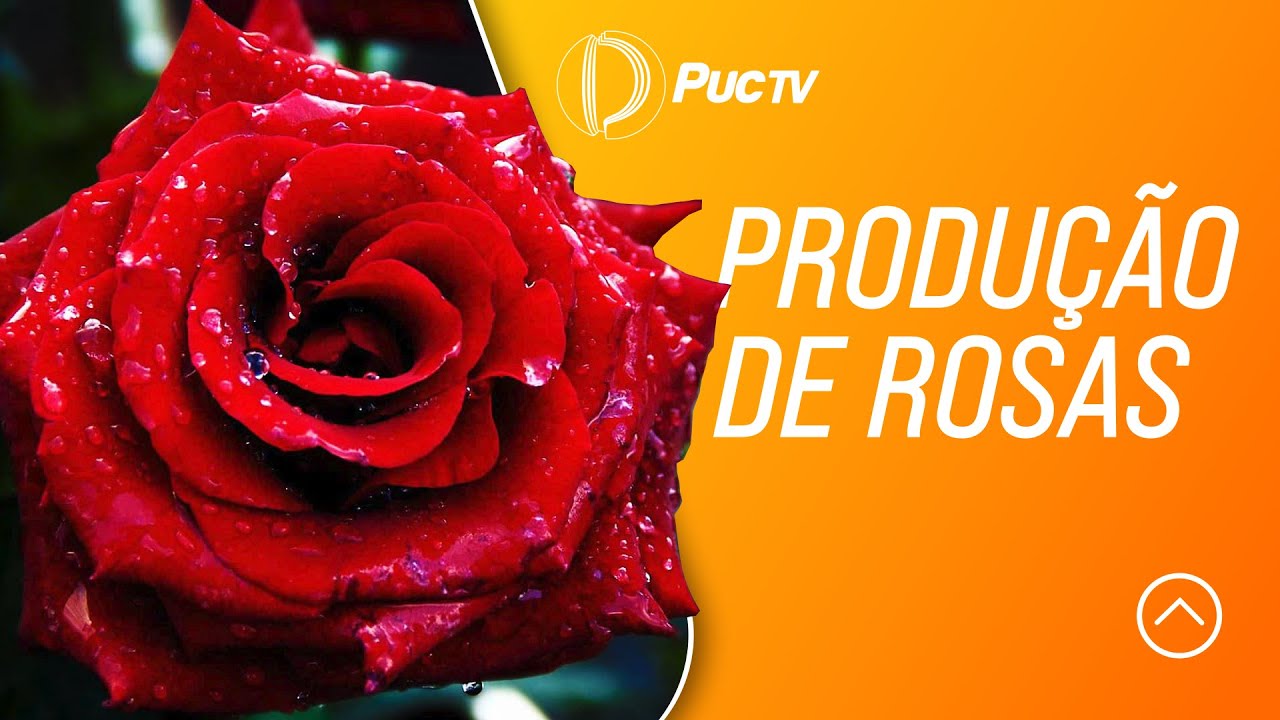 PRODUÇÃO DE ROSAS