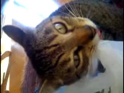 Cute Cat Eats a plastic bag and looks cracked out