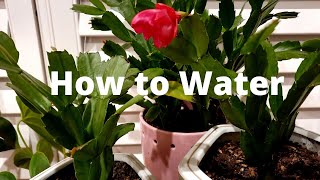Christmas Cactus Plant Care: How to Water Christmas Cactus/Zygocactus/Holiday Cactus Video Demo