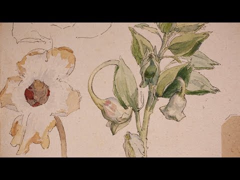 Eight Months on the Orinoco