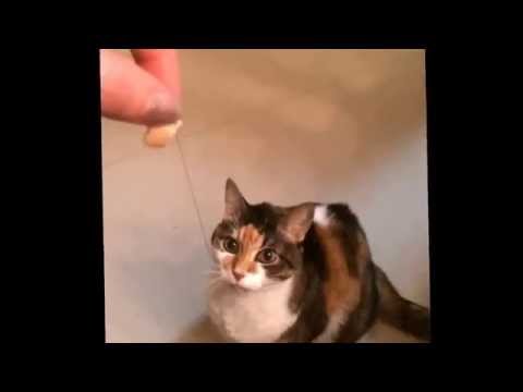 Thanksgiving cat kailey cost