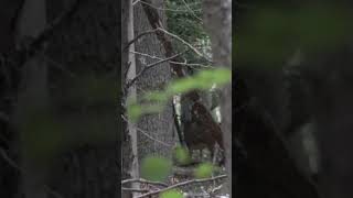 Jagd auf KAPITALEN DAMHIRSCH  – ab 19 Uhr auf unserem YouTube Kanal! #copterpro