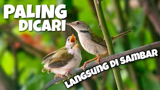 Download lagu SUARA PIKAT PRENJAK LUMUT ANAKAN MEMANGGIL INDUKNYA mp3