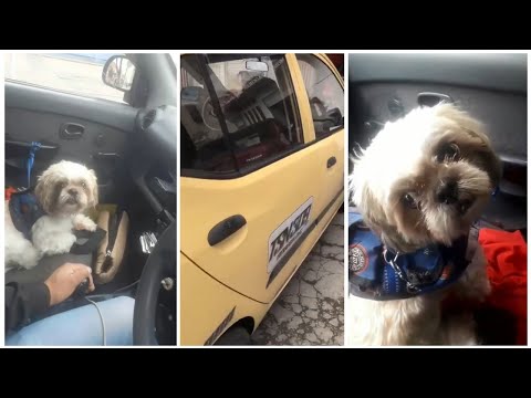 Dog abandoned in taxi with heartbreaking letter