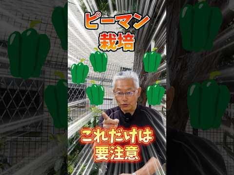 うちのピーマンの苗が育たない