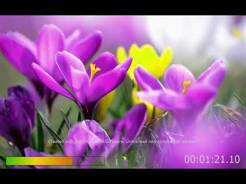 CHEMSOU freeklane YABA   يابا official video