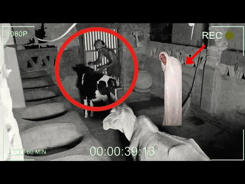 CCTV Record He was attacked by a gin while stealing a cow ||#cctv #cctvfootage