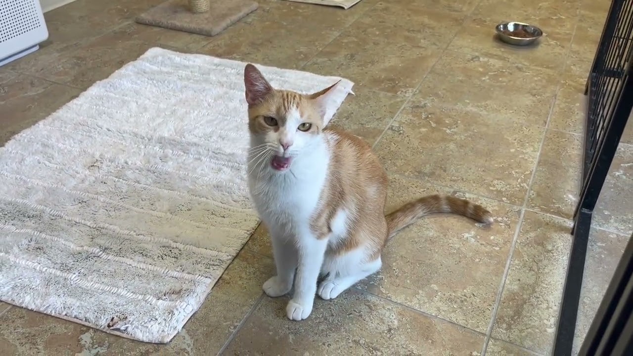 Enlarge Gemma, a ADOPTABLE Domestic Short Hair in Fountain Hills, AZ video 6/6