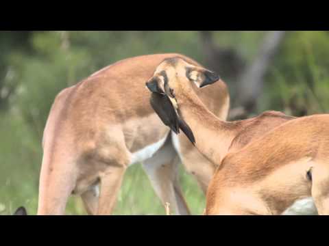 Cute young Impala getting its ears groomed by oxpeckers