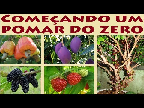 Começando um Pomar do ZERO ! TUTORIAL PARA INICIANTES