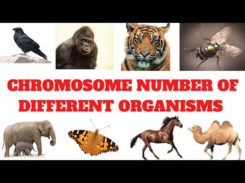 chromosome-numbers-in-animals Mp4 3GP Video & Mp3 Download unlimited Videos Download chromosome-numbers-in-animals Mp4 3GP Video & Mp3 Download unlimited Videos Download