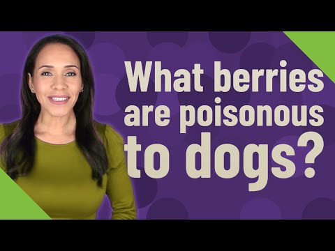 What berries are poisonous to dogs?