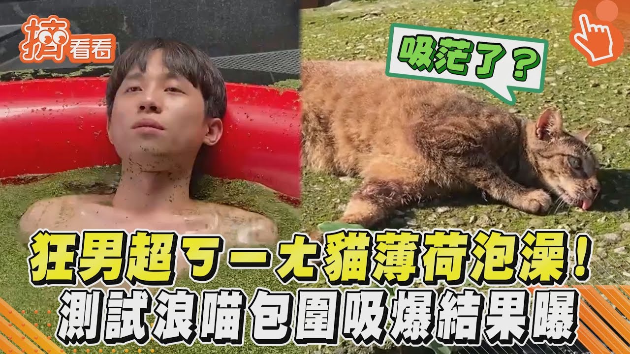 影音/狂男超ㄎㄧㄤ貓薄荷泡澡!測試浪喵包圍吸爆結果曝