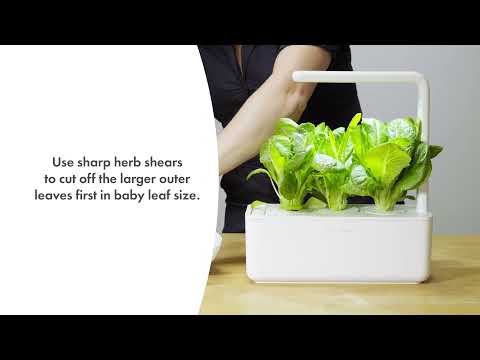 Click &amp; Grow sėklos išmaniajam vazonui - Mišrios salotų sėklos (PPMSAX9) 9vnt. video