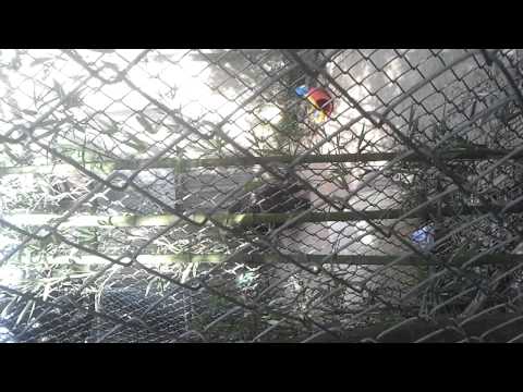 Chimp goes crazy at zoo. Chimp attack