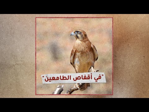 «تحقيقات»: في أقفاص الطامعين!