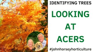 DISCOVER THE BEST ACERS FOR YOUR GARDEN!
