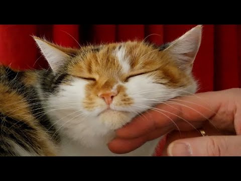 Why do cats purr and the meaning of their purring