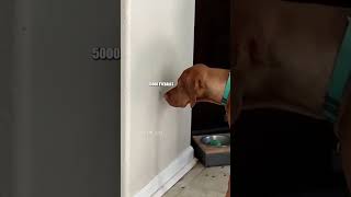 🗣 Mashup 95 🎥: tattedcake 🕰️ / danielpauley5 🕰️ / dancingnathan (IG) / via factunlock (IG)