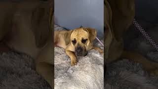 Video preview image #1 Mutt Puppy For Sale in Goodyear, AZ, USA