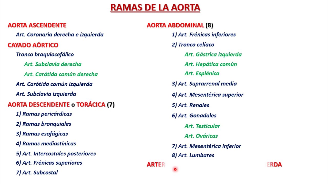 Ramas de la Aorta - Tronco celíaco - Generalidades