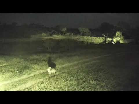 Djuma: Lone Hyena walks by - 00:04 - 10/28/20