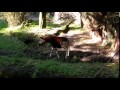 Animal Kingdom Okapi