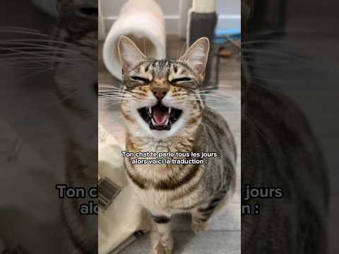 Je traduis tout ce que ton chat veut te dire 😸😳 #shorts #chat
