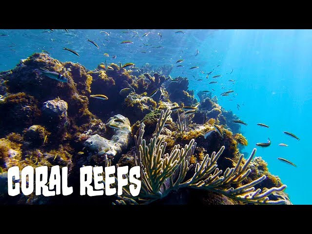 Video Pronunciation of Scleractinian in English Video Pronunciation of Scleractinian in English
