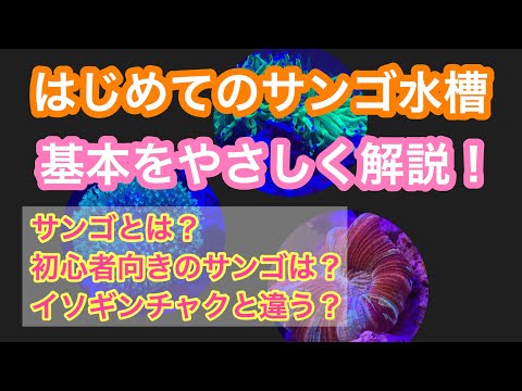 サンゴ科について詳しく解説