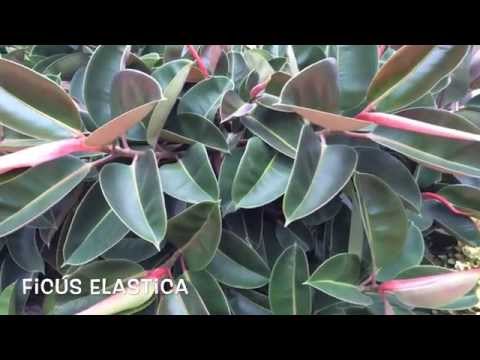 Ficus elastica. Garden Center online Costa Brava - Girona.
