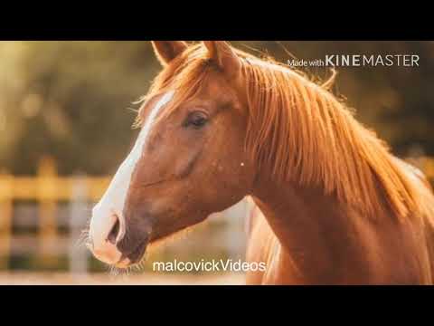 AMADO EDILSON-CAVALO CAMPEÃO 🐎 LETRA NA DESCRIÇÃO