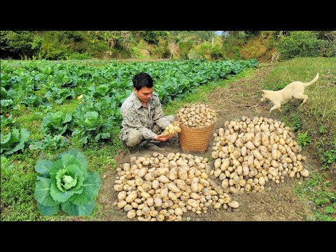 Potato harvesting, gardening, orange tree care, vegetable garden care.