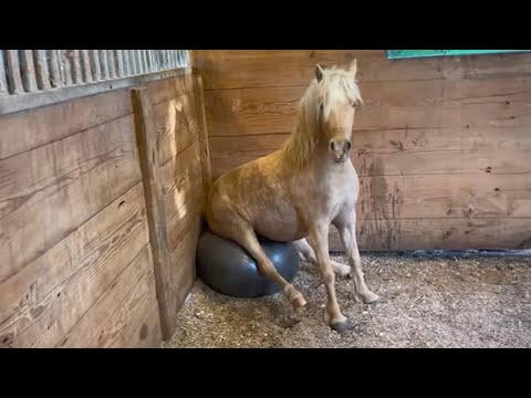 Les chevaux les plus drôles