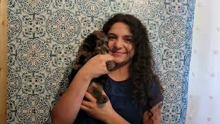 Video preview image #1 Aussiedoodle Miniature  Puppy For Sale in COLLEGE STA, TX, USA