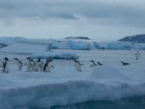 Penguin Vicious Sneak Attack!?!?!?!
