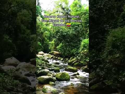 Reserva Kapari Natural, San Miguel de los Bancos, Ecuador 🇪🇨 ¡Relax! #youtube #nature #shorts #relax