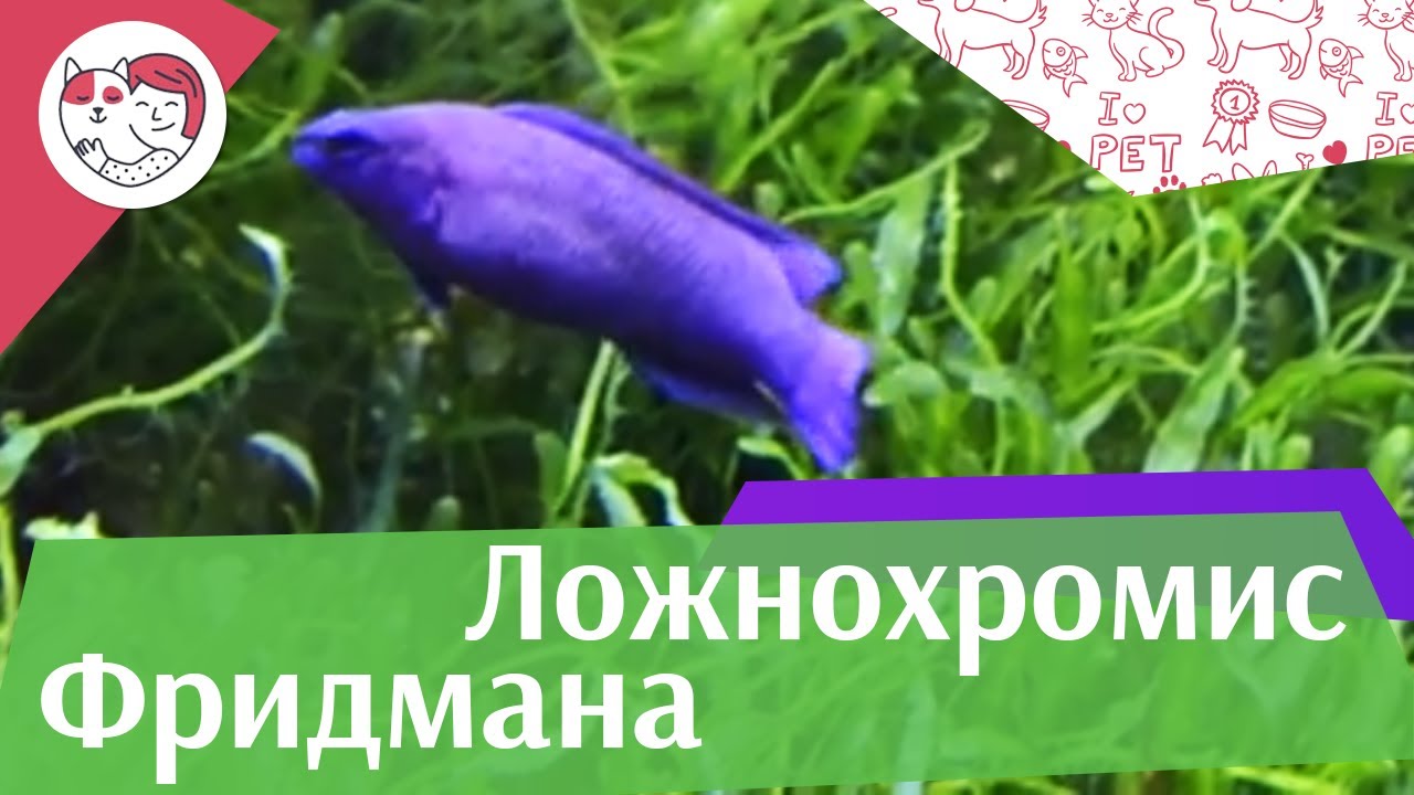 Ложнохромис Фридмана описание на ilikepet