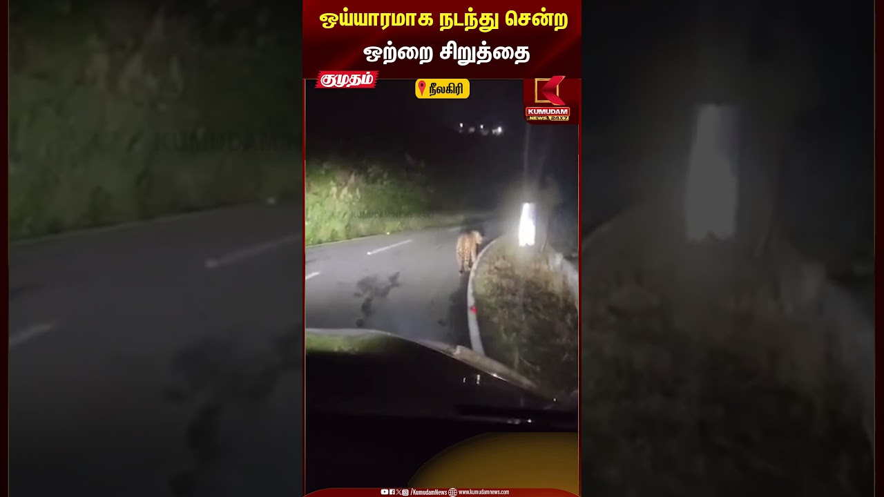 ஒய்யாரமாக நடந்து சென்ற ஒற்றை சிறுத்தை! | Kumudam News24x7 | #shortsfeed