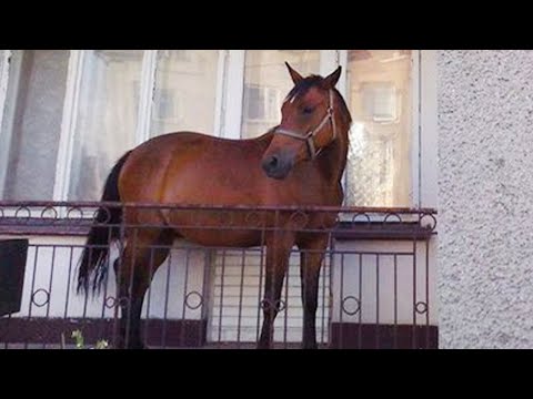 Les chevaux les plus drôles ! La meilleure compilation de 2024