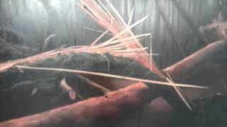 Tom McGuinness ~ Long Hard Road