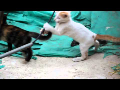 Cat Fight
