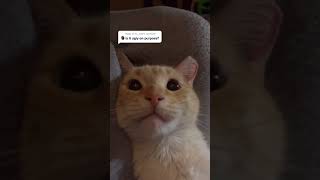 Cover art for are you ugly on purpose